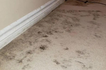 How To Get Rid Of Mold In Carpet? Everything You Should Know